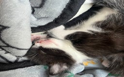Mixed Breed cats for sale: 7 Beautiful black and white kittens  - Image 3