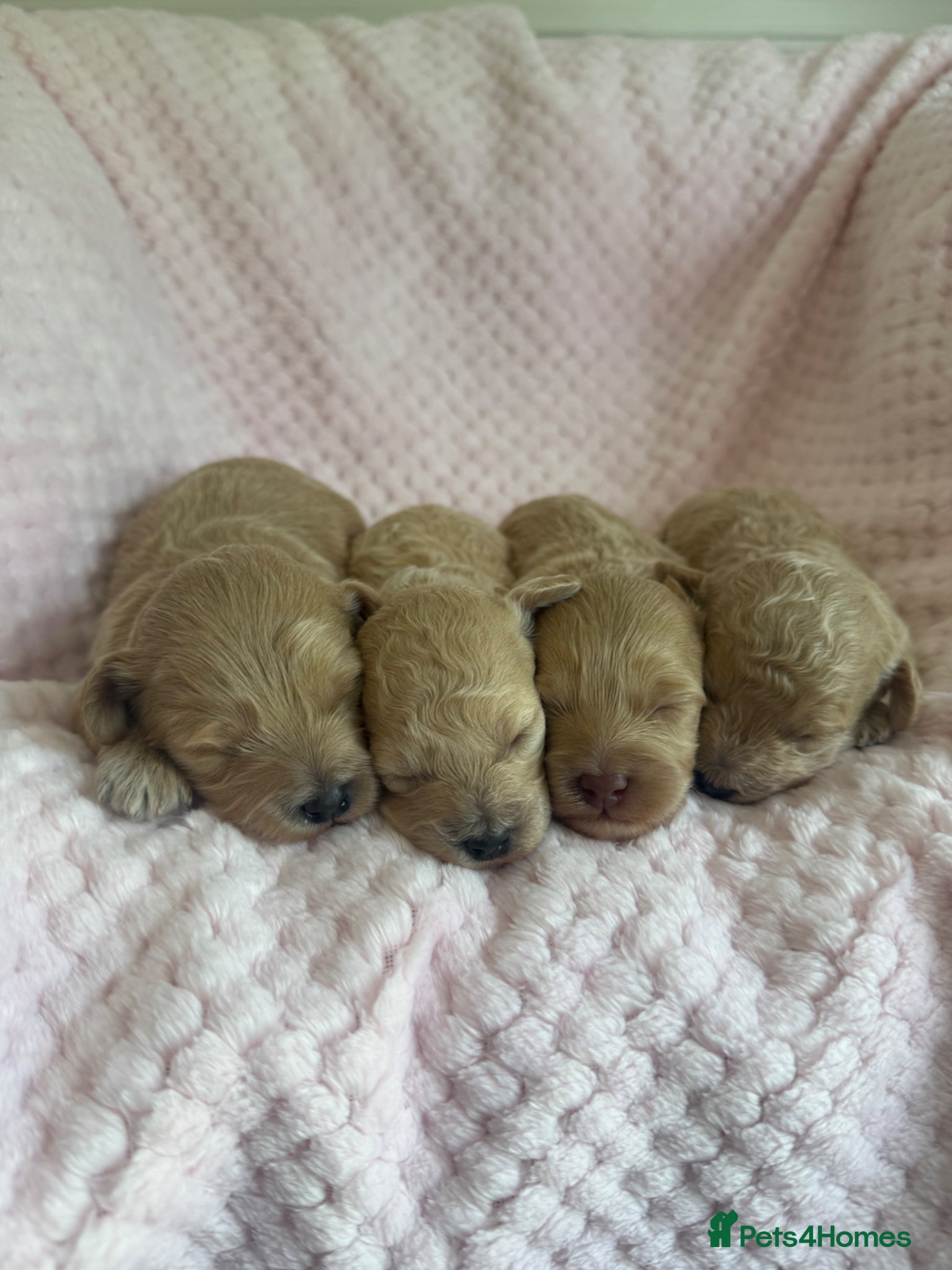 Maltipoo dogs Champagne F1 Maltipoo Puppies  - Advert 1