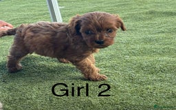Cavapoo dogs for sale: 3 beautiful cava poo pups - Image 6