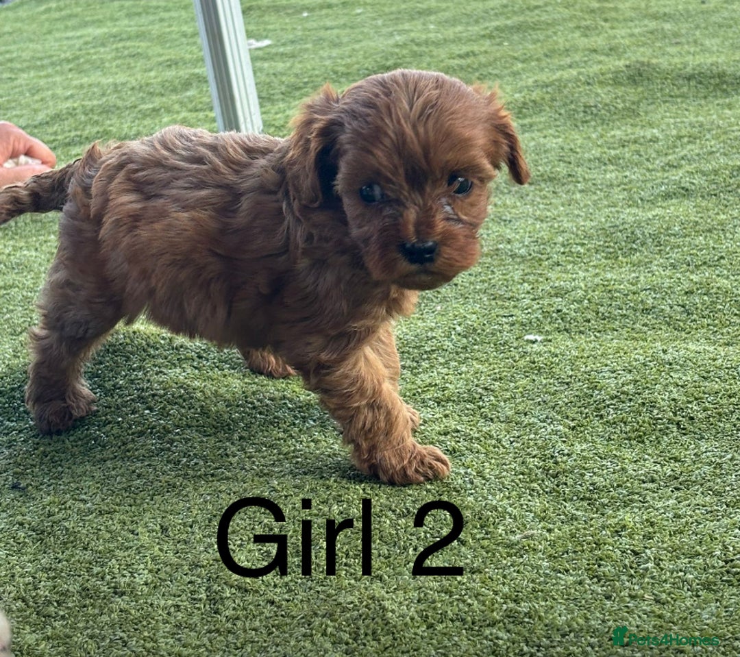 Cavapoo dogs for sale: 3 beautiful cava poo pups - Image 6