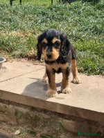 Cocker Spaniel dogs - Advert 12