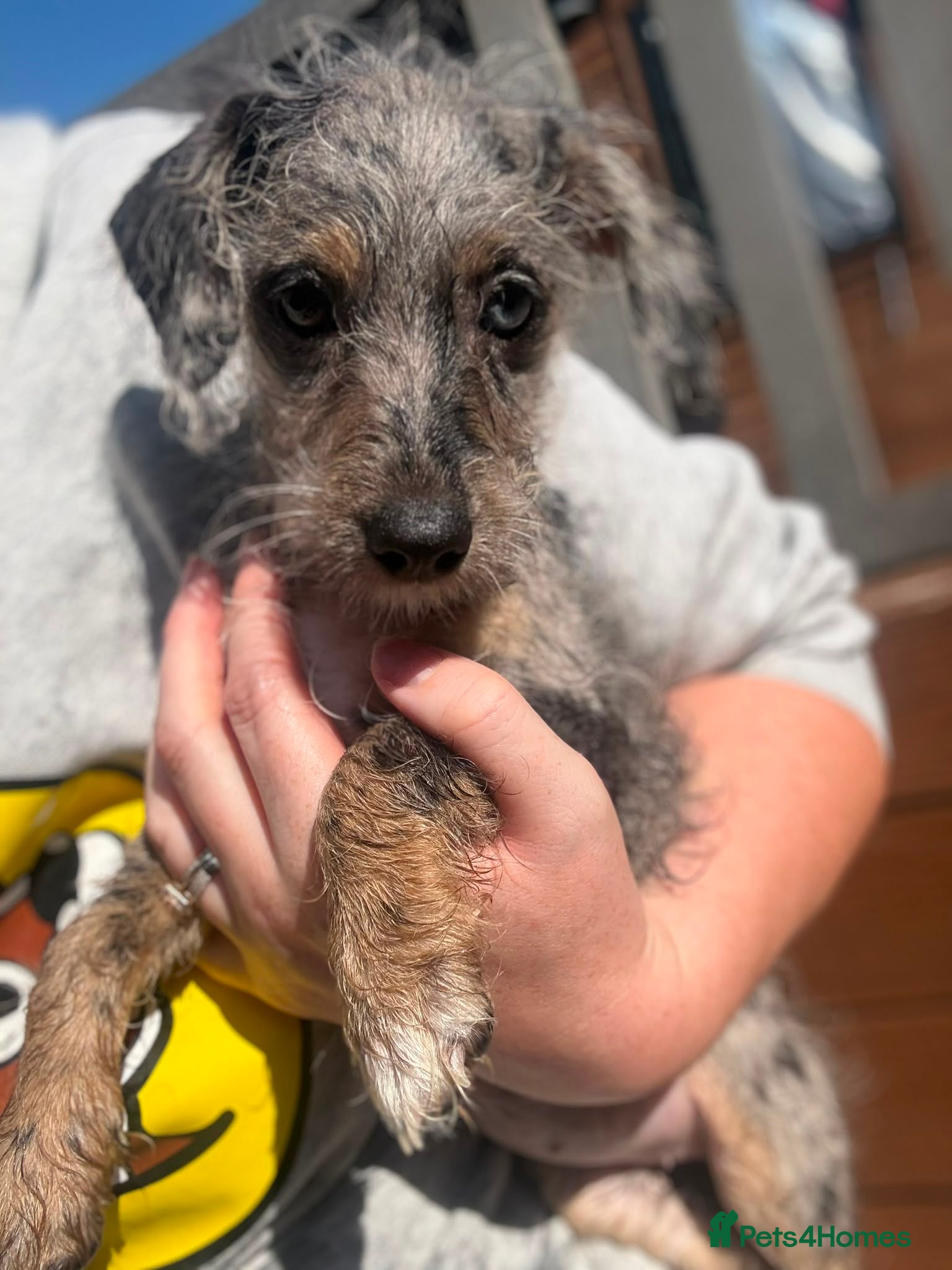 Jackapoo dogs Tiny Jackapoo’s *REDUCED ..READY NOW* - Advert 2