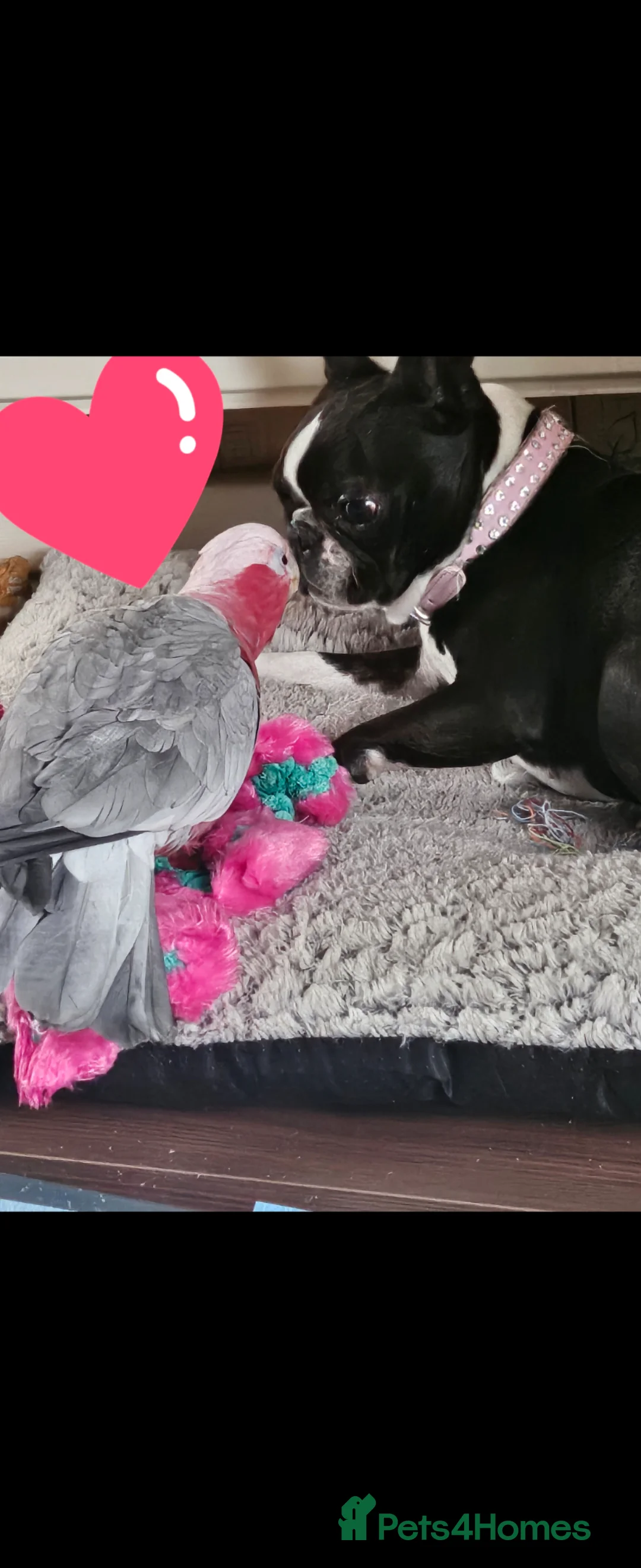 Cockatoo birds for sale: Galah cockatoo  - Advert 2