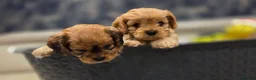 Cavapoo dogs for sale: Beautiful Cavapoo Puppies – Ready from 7th March - Advert 20
