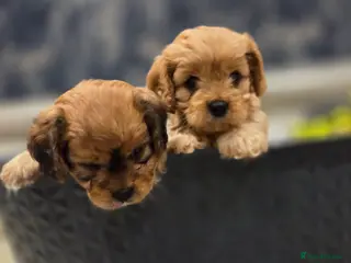 Cavapoo dogs Beautiful Cavapoo Puppies – Ready from 7th March - Advert 1