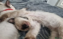 Ragamese cats for sale: Ragamese ragdoll siamese vaccinated, microchipped - Image 10