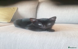 Bengal cats for sale: Bengal X kittens for sale - Image 3