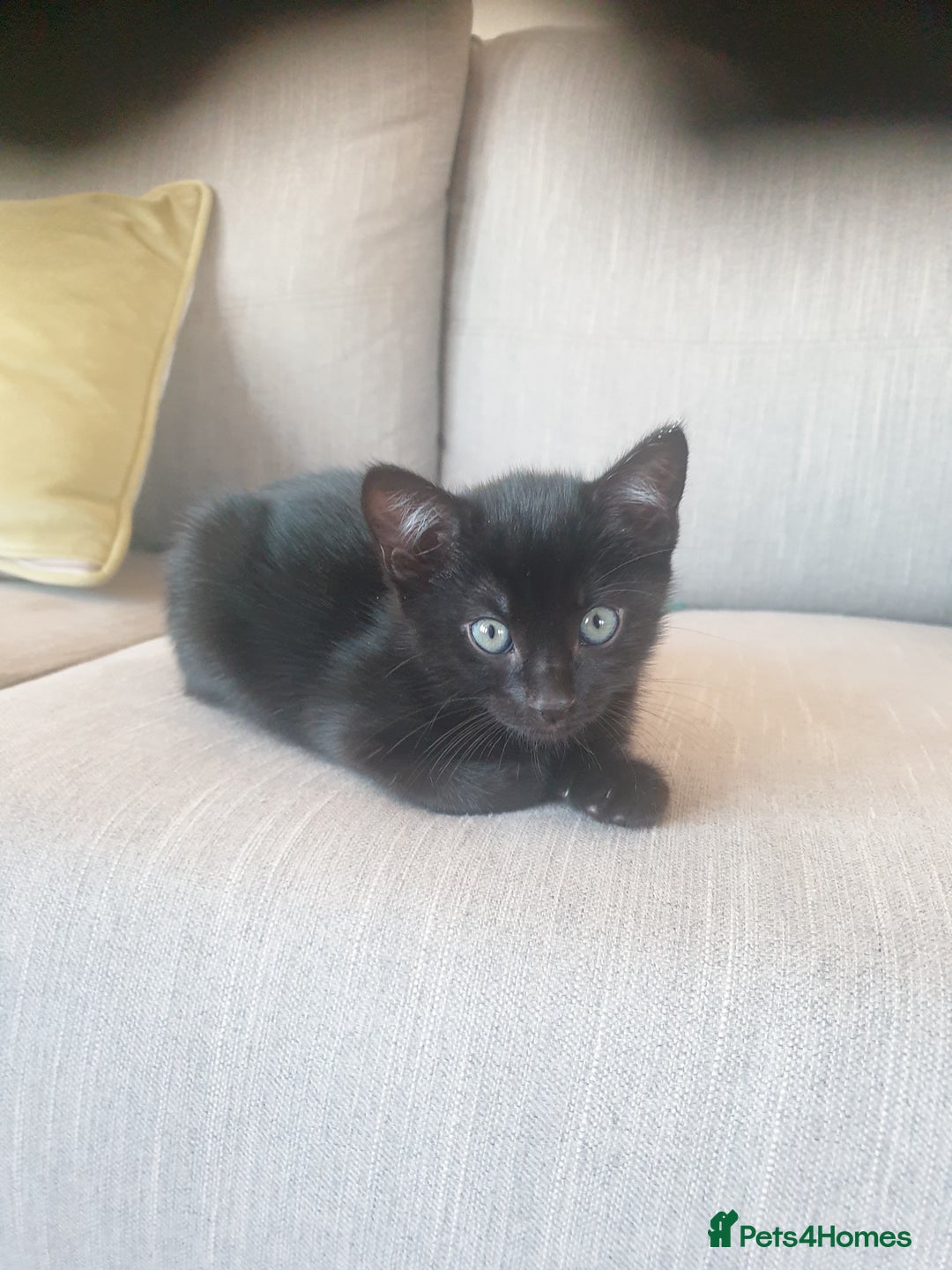 Bengal cats for sale: Bengal X kittens for sale - Image 3