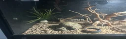 Leopard Gecko reptiles for sale: 2 female geckos born around the same time  - Advert 7