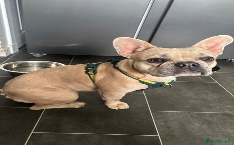 French Bulldog dogs - Advert 4