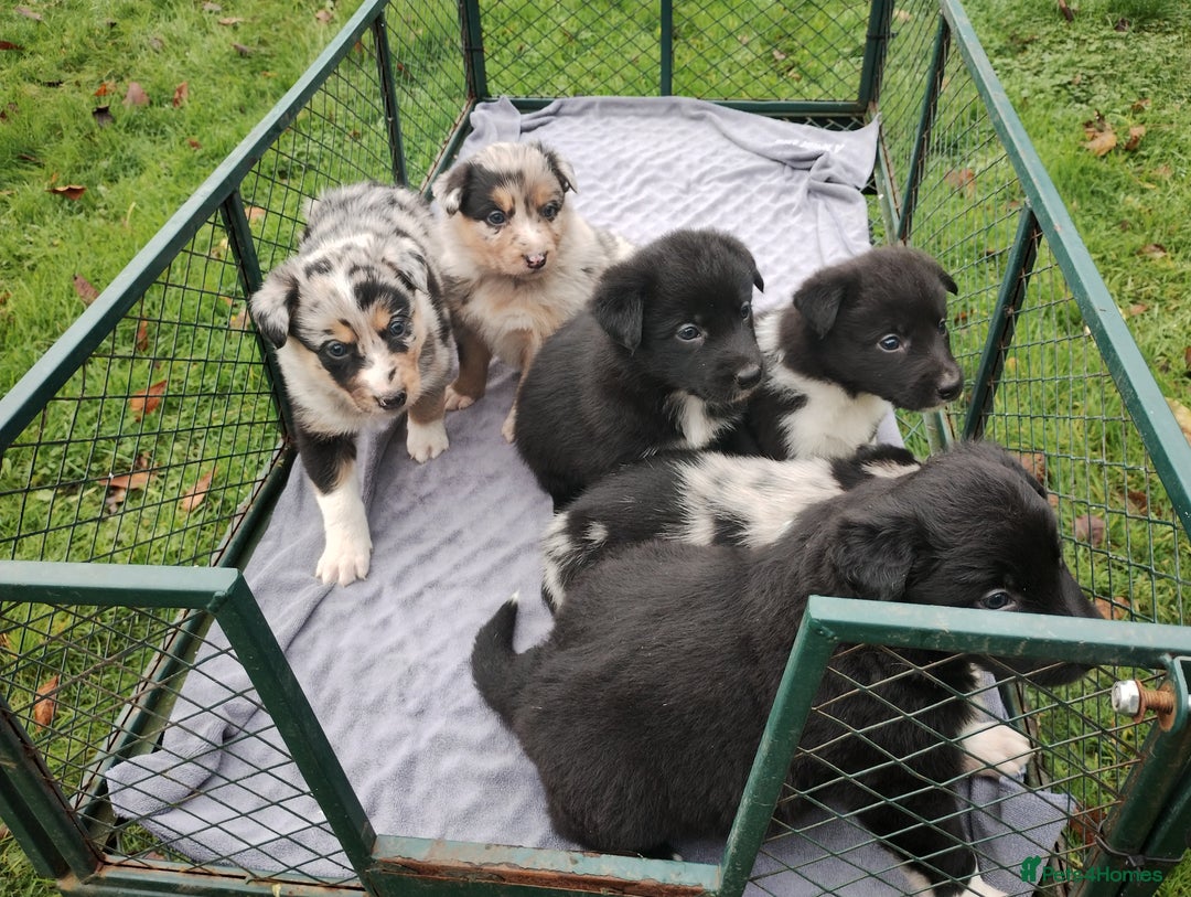 Border Collie dogs for sale: Border Collie Puppies Top Quality! - Image 7