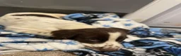 Cocker Spaniel dogs for sale:  Beautiful cocker spaniels  - Advert 5