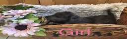 Jackapoo dogs for sale: Mr steven wilson - Advert 16