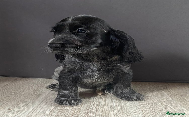 Cocker Spaniel dogs - Advert 1