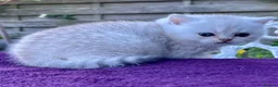British Shorthair cats for sale: Golden, Golden Colourpoint & Silver Tipped - Advert 6