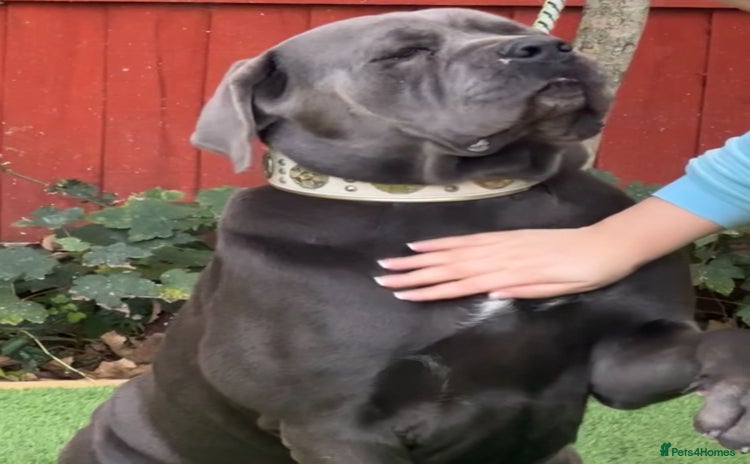 Cane Corso dogs - Advert 2
