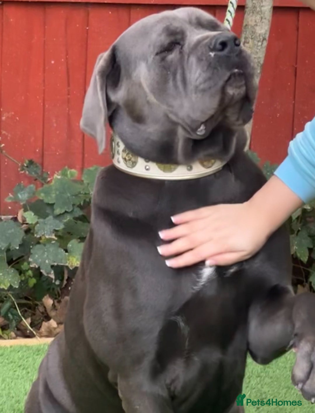 Cane Corso dogs for stud: MAXIMUS - STUD AVAILABLE  - Image 1