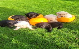 Labrador Retriever dogs for sale: Labrador puppies  - Image 4