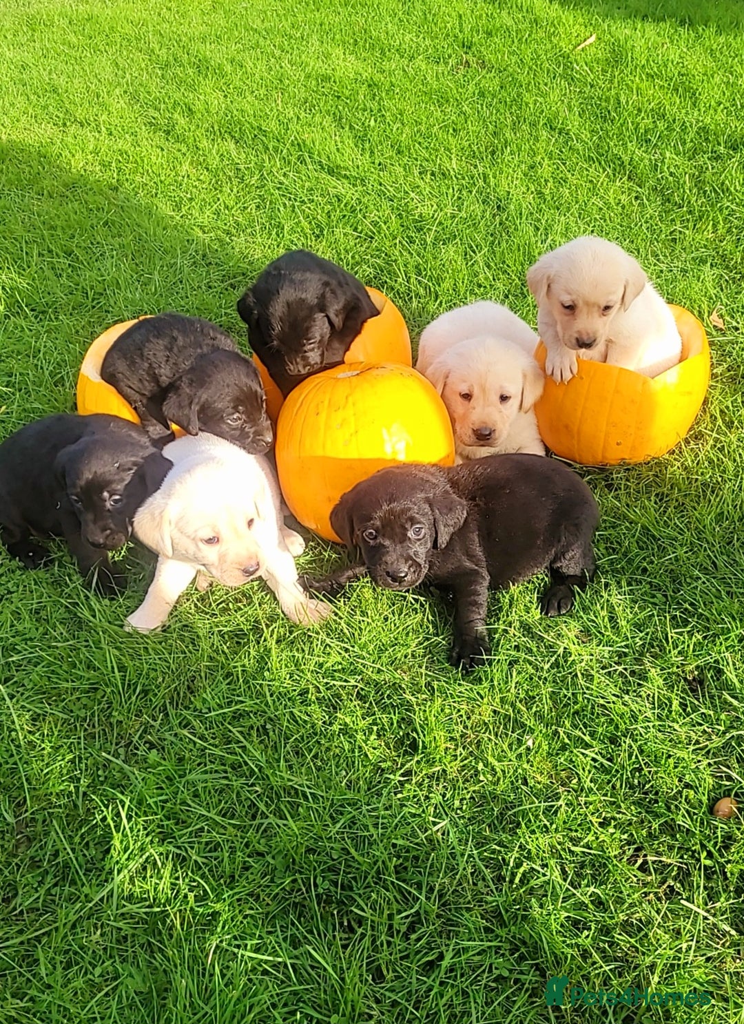 Labrador Retriever dogs for sale: Labrador puppies  - Image 4