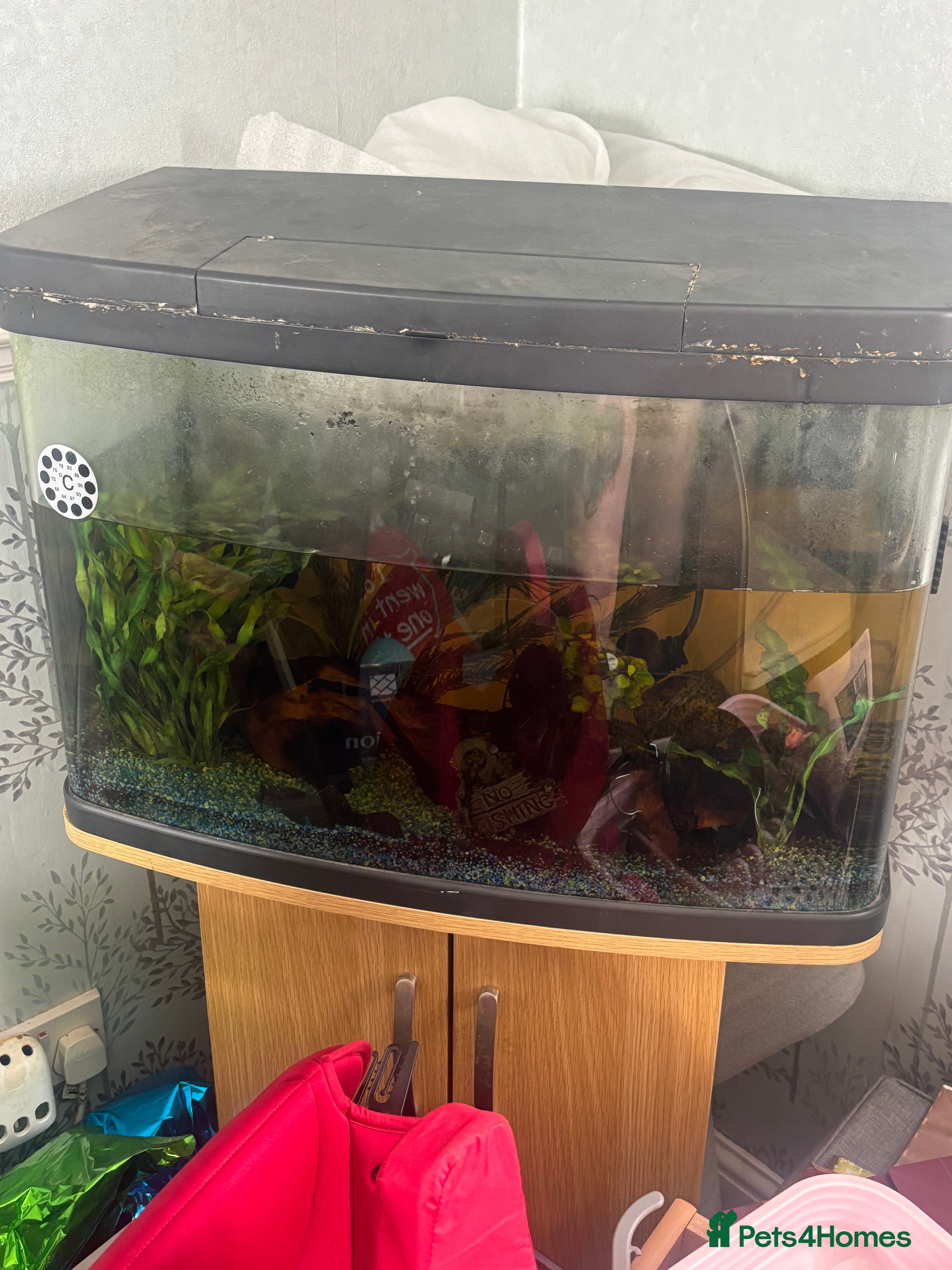 Other/Mixed Breed fish Mixed tropical fish  - Advert 12