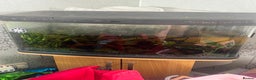 Other/Mixed Breed fish for sale: Mixed tropical fish  - Advert 1