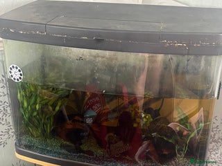 Other/Mixed Breed fish - Advert 2