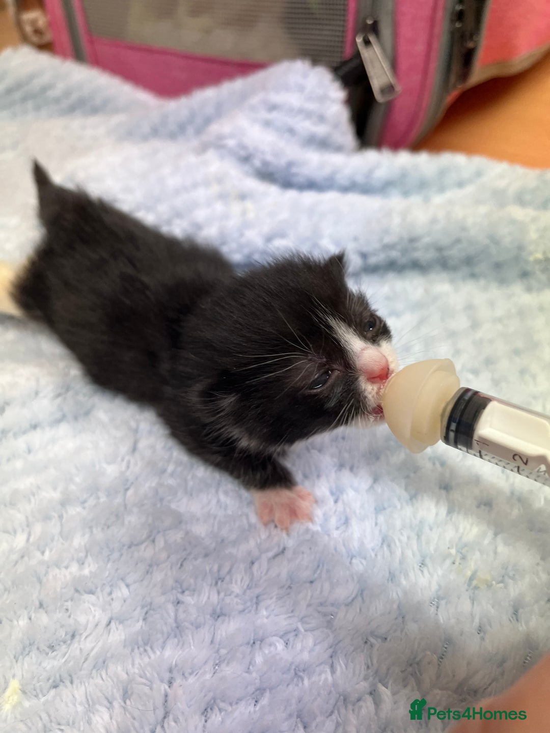 Mixed Breed cats for sale: Two kittens looking for family together - Advert 4