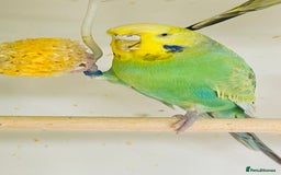 Budgerigars birds for sale: Budgies for sale  - Image 14