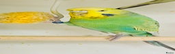 Budgerigars birds for sale: Budgies for sale  - Advert 6