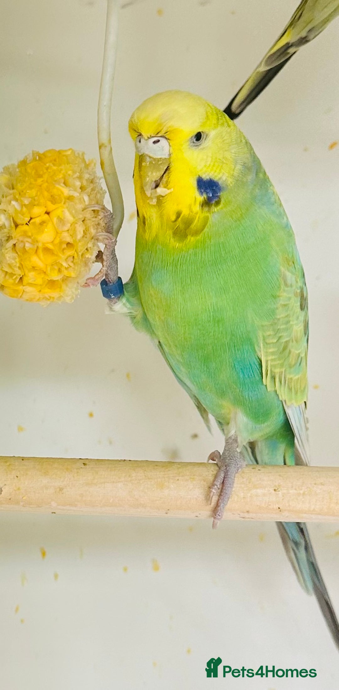 Budgerigars birds for sale: Budgies for sale  - Image 14