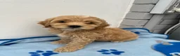 Cockapoo dogs for sale: Cockapoo puppies ready now!!  - Advert 9