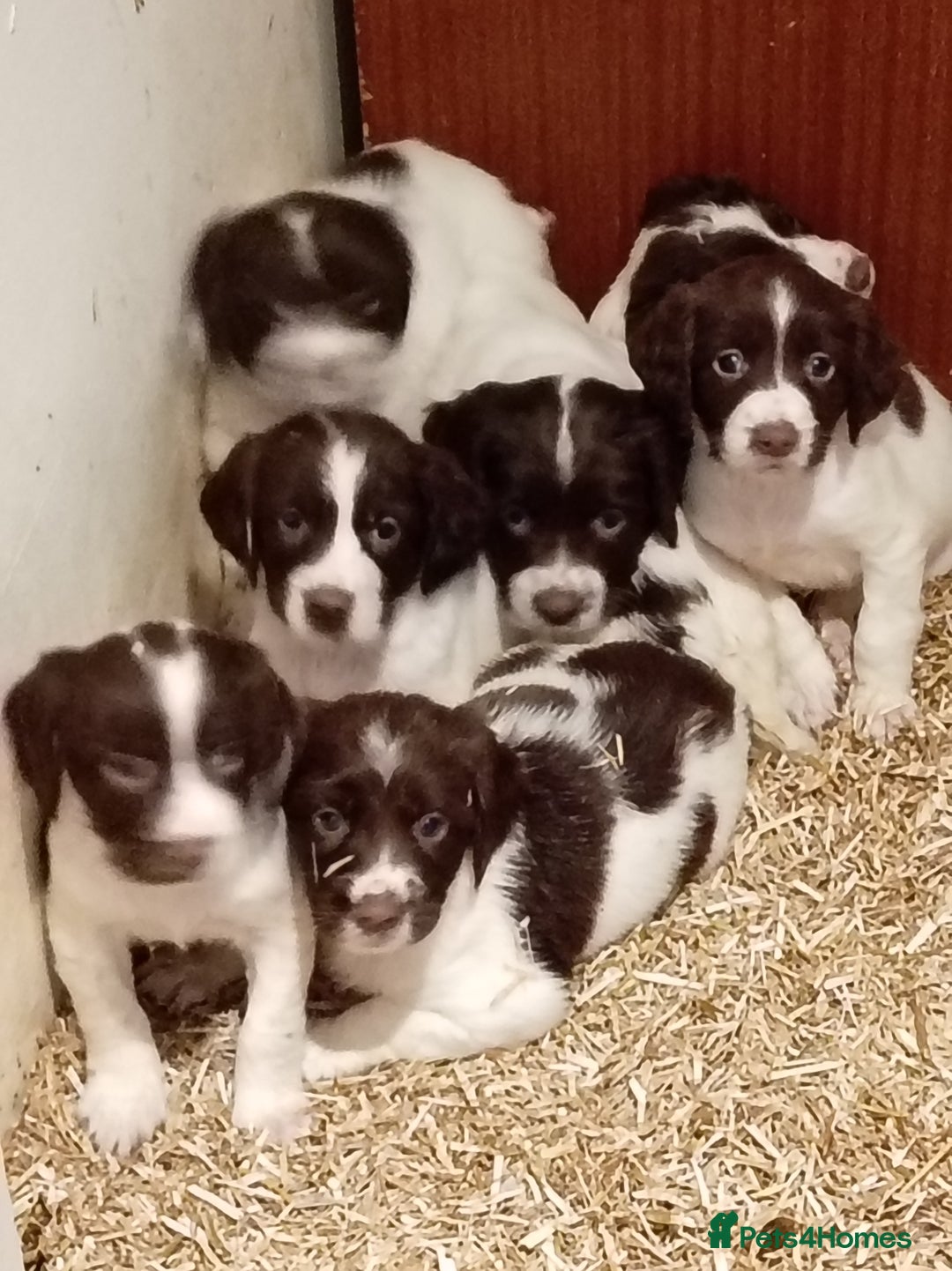 English Springer Spaniel dogs for sale: KC Reg English Springer Spaniels - 2 girls left - Advert 17