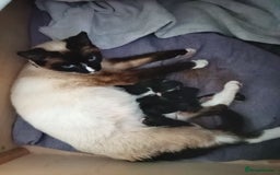 Mixed Breed cats for sale: Pet kittens  - Image 5
