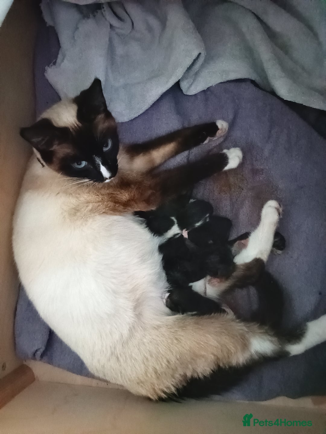 Mixed Breed cats for sale: Pet kittens  - Image 5