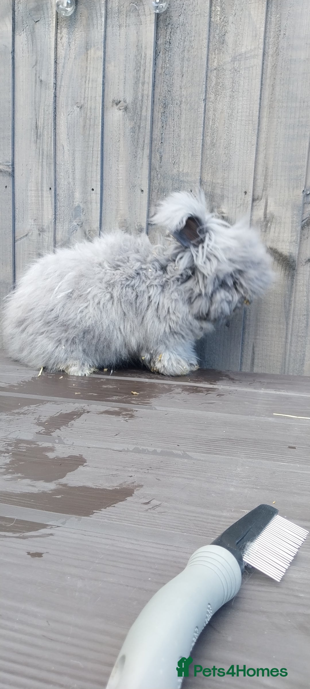 Angora rabbits for sale: Beautiful Angora Girl  - Image 2