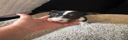 English Bull Terrier dogs for sale: English bull terriers puppies - Advert 24