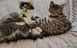 Mixed Breed cats for sale: Noah and Tigs 2 male cats mixed breed moggys - Image 8