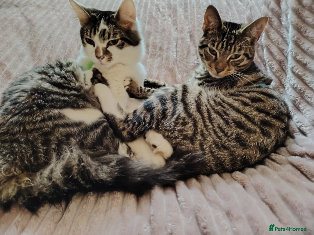 Mixed Breed cats for sale: Noah and Tigs 2 male cats mixed breed moggys - Image 8