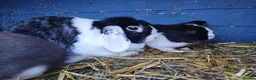 Mini Lop rabbits for sale: Minilop bunnies - Advert 5