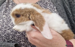 Mini Lop rabbits for sale: Mini Lop Babies for Sale - Image 2