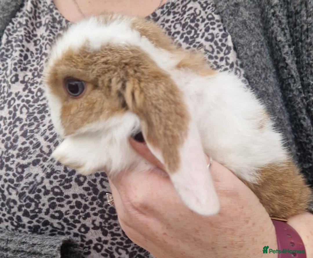 Mini Lop rabbits for sale: Mini Lop Babies for Sale - Image 2