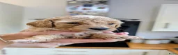 Mixed Breed dogs for sale: Sheepadoddle Puppies - Advert 11