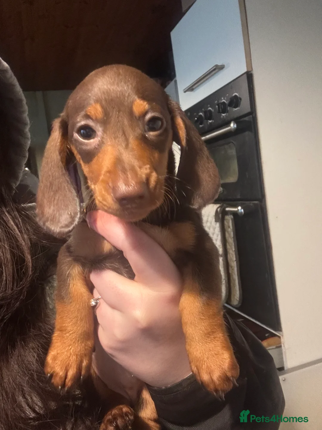 Miniature Dachshund dogs for sale: READY KCREG Miniature Dachshund HealthTested Pups  - Advert 2