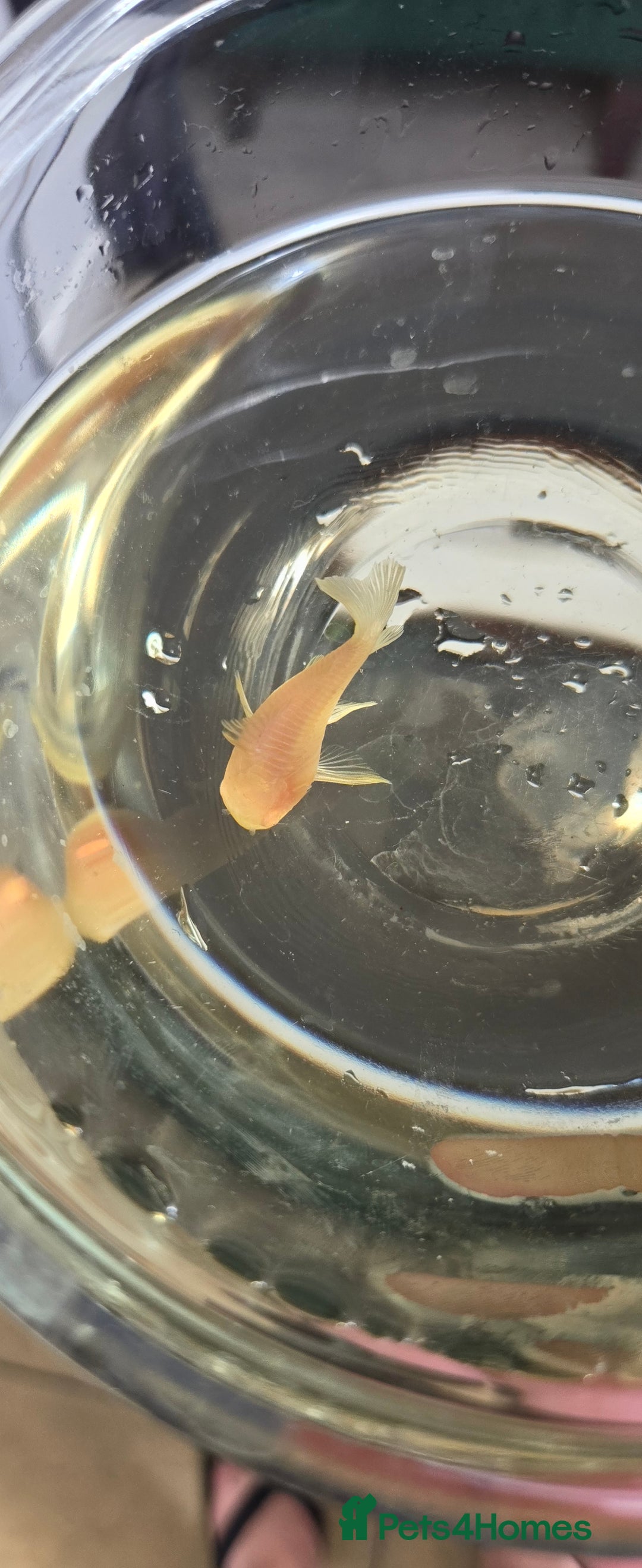Catfish fish for sale: 5 catfish for sale with aquarium and filter - Image 5