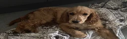Cocker Spaniel dogs for sale: KC reg show female 6months old - Advert 1