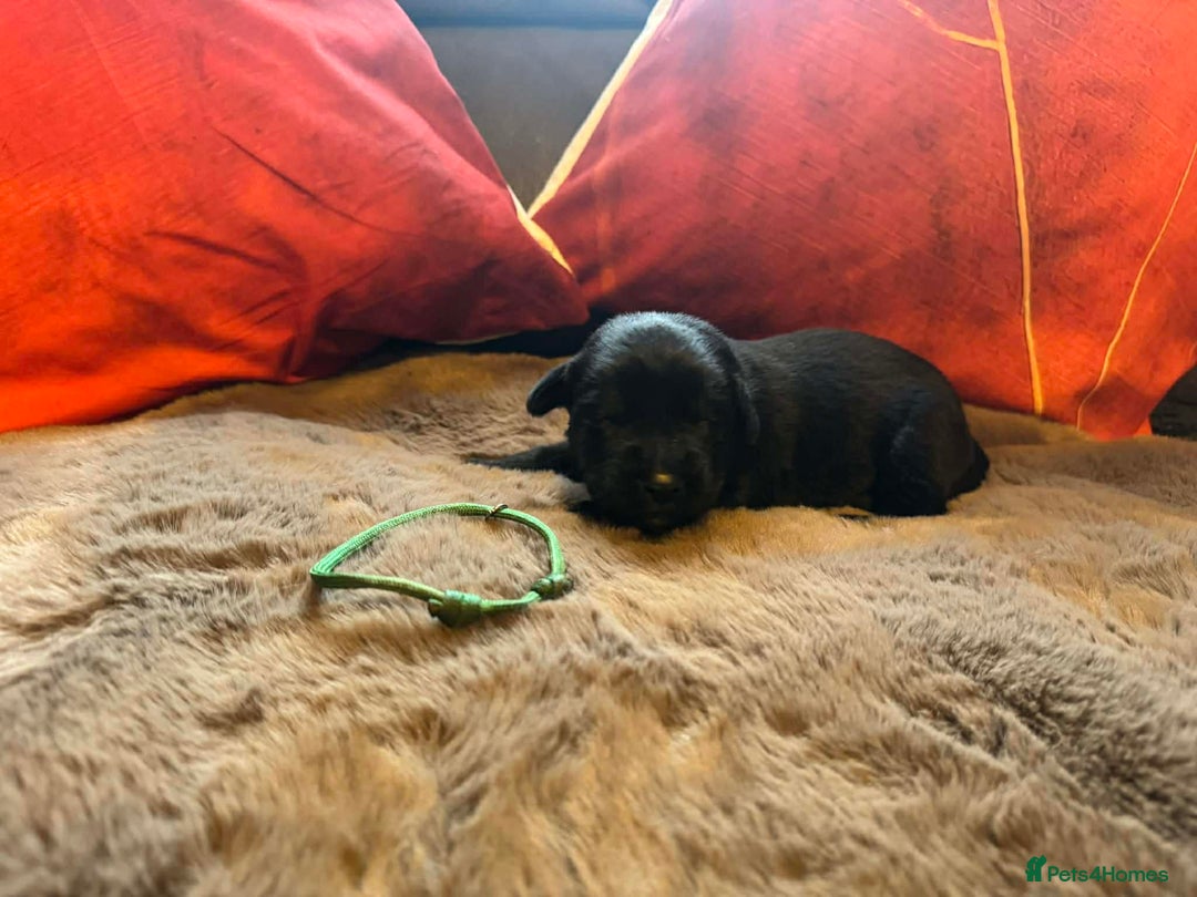 Mixed Breed dogs for sale: Labrador retriever cross - Advert 17