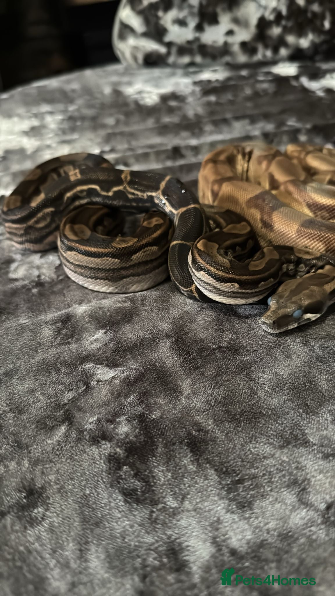 Python Snake reptiles Male motley boa cb24  - Advert 5
