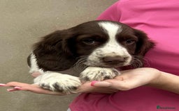 Cocker Spaniel dogs for sale: Cocker spaniel puppies ready to leave . - Image 4