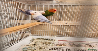 Lovebirds birds - Advert 2