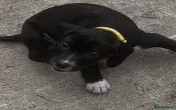 Mixed Breed dogs for sale: READY TO GO! Jack Russell x Cocker Spaniel pups  - Image 10